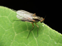 Dolichopus bifractus