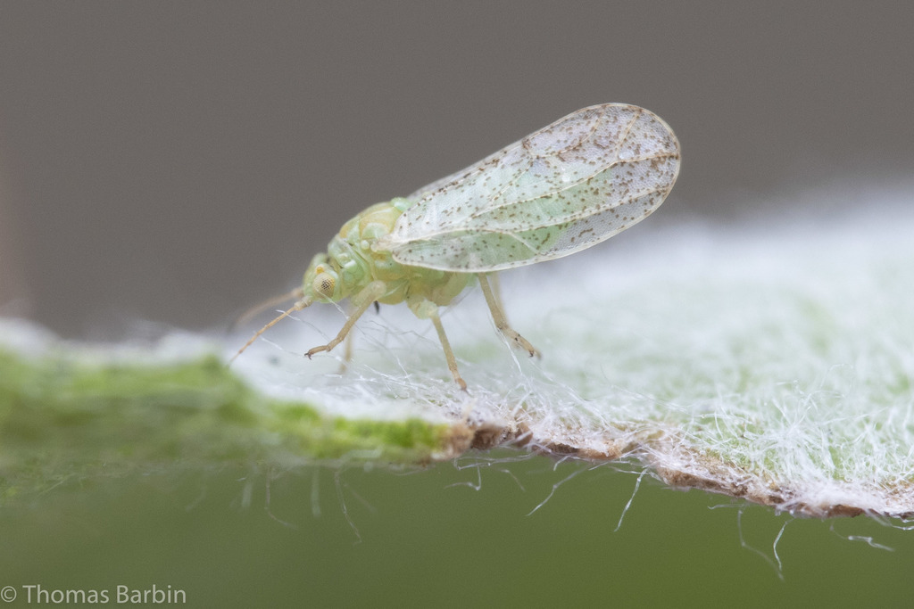 Craspedolepta angustipennis