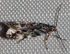 Chionodes obscurusella
