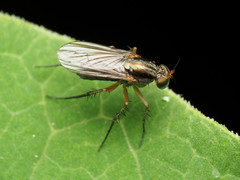 Dolichopus bifractus