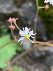Spencer Quayle, CC0, iNaturalist via GBIF Micranthes mertensiana, photograph Spencer Quayle, CC0, iNaturalist via GBIF