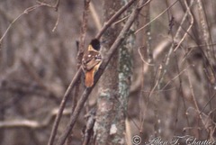 Thamnophilus bernardi