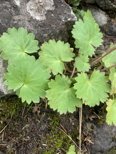Micranthes mertensiana, photograph 6