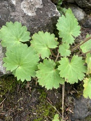 Micranthes mertensiana, photograph Spencer Quayle, CC0, iNaturalist via GBIF