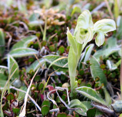 Pterostylis tanypoda