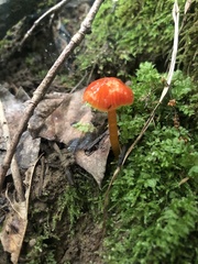 Hygrocybe minutula