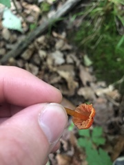 Hygrocybe minutula