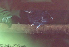 Willisornis poecilinotus