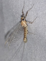 Maccaffertium ithaca