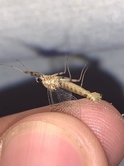 Maccaffertium ithaca