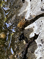 Apis mellifera