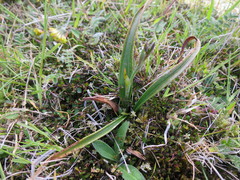 Thelymitra longifolia