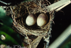 Willisornis poecilinotus