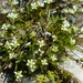 Snow Pearlwort - Photo (c) jozien, some rights reserved (CC BY-NC), uploaded by jozien