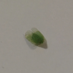 Tropiduchinae