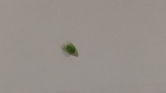 Tropiduchinae