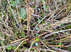 Luzula ulophylla