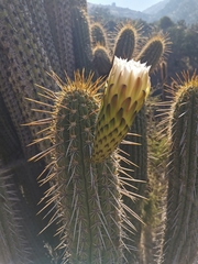 Trichocereus chiloensis chiloensis