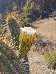 Trichocereus chiloensis chiloensis