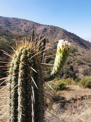 Trichocereus chiloensis chiloensis