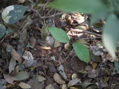 Parsonsia alboflavescens