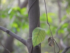 Parsonsia alboflavescens
