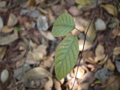 Parsonsia alboflavescens