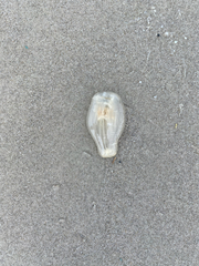 Paranthus rapiformis