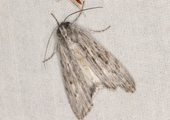 Capusa senilis