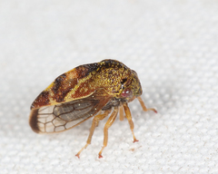 Cyrtolobus fenestratus