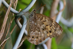 Neope goschkevitschii