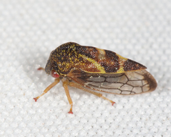Cyrtolobus fenestratus