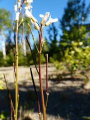 Arabis nuttallii
