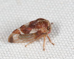 Cyrtolobus pallidifrontis