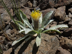 Raillardella argentea