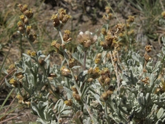 Artemisia rothrockii