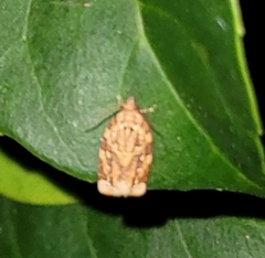 Argyrotaenia amatana