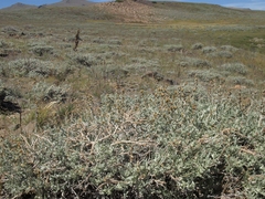 Artemisia rothrockii