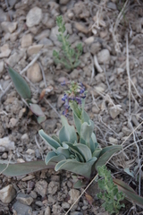 Penstemon pachyphyllus