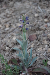 Penstemon pachyphyllus