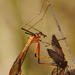 Bittacidae - Photo (c) ron_n_beths pics, osa oikeuksista pidätetään (CC BY-NC)