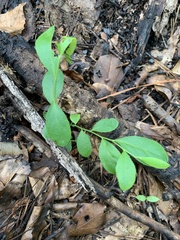 Vaccinium tenellum