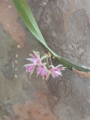 Scaphyglottis stellata