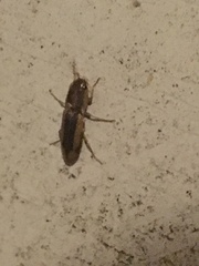 Conoderus vespertinus