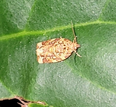 Argyrotaenia amatana