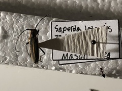 Saperda lateralis
