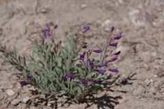 Penstemon kingii