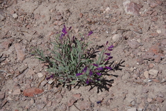 Penstemon kingii