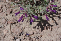Penstemon kingii