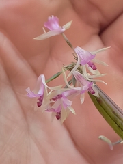 Scaphyglottis stellata